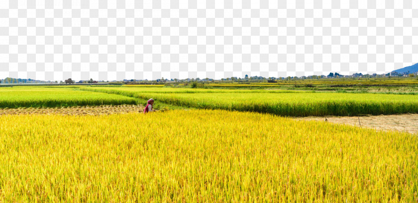 Dali Rice Fields Paddy Field Oryza Sativa PNG