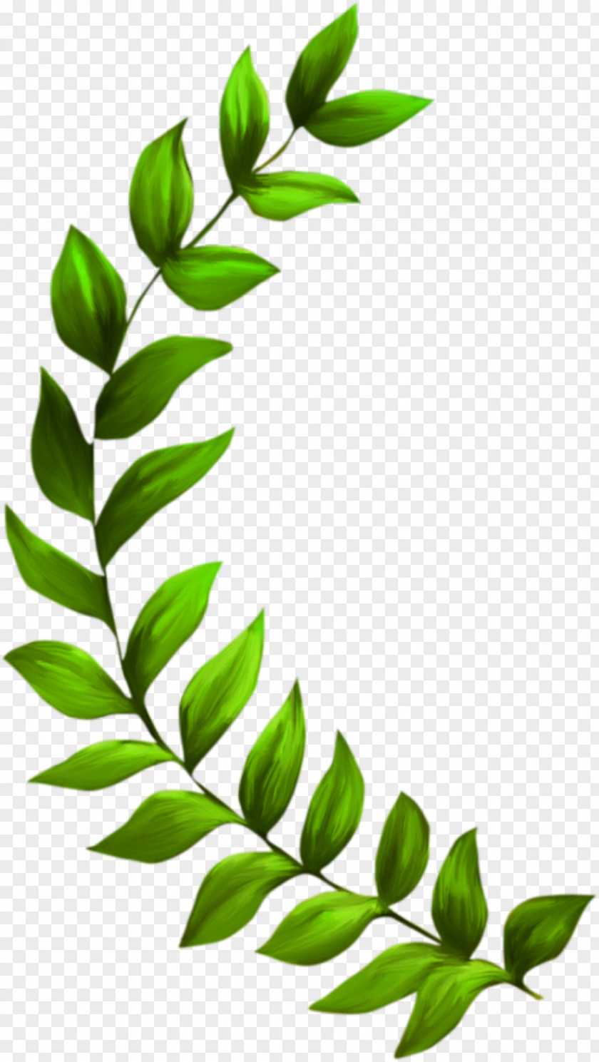 Grass Seagrass Plant Seaweed Clip Art PNG