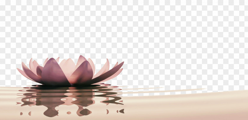 Lotus Background Ascential Acupuncture Cupping Therapy Emotion PNG