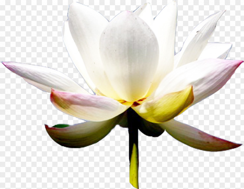 Lotus Leaf Light White PNG