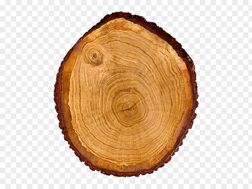Oak Tree Trunk Wood Cross Section Dendrochronology PNG