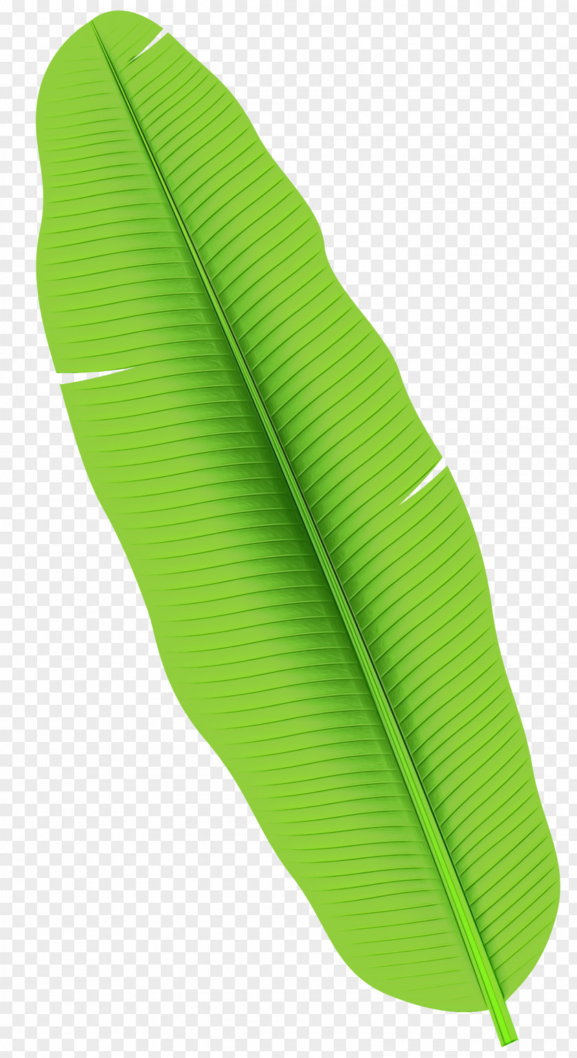 Plant Yellow Banana Leaf PNG