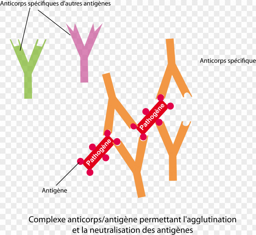 Brasatildeo Dourado Antibody Antigen Immune Complex Especificidad Statistics PNG