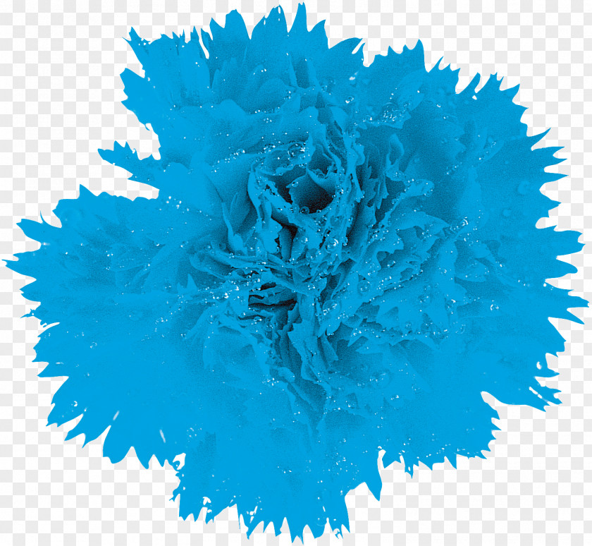 CARNATION Blue Flower Chrysanthemum Macro Dahlia PNG