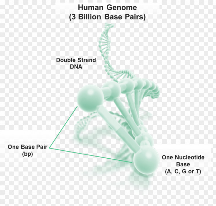 Genetic Material Human Genome DNA Base Pair Organism PNG