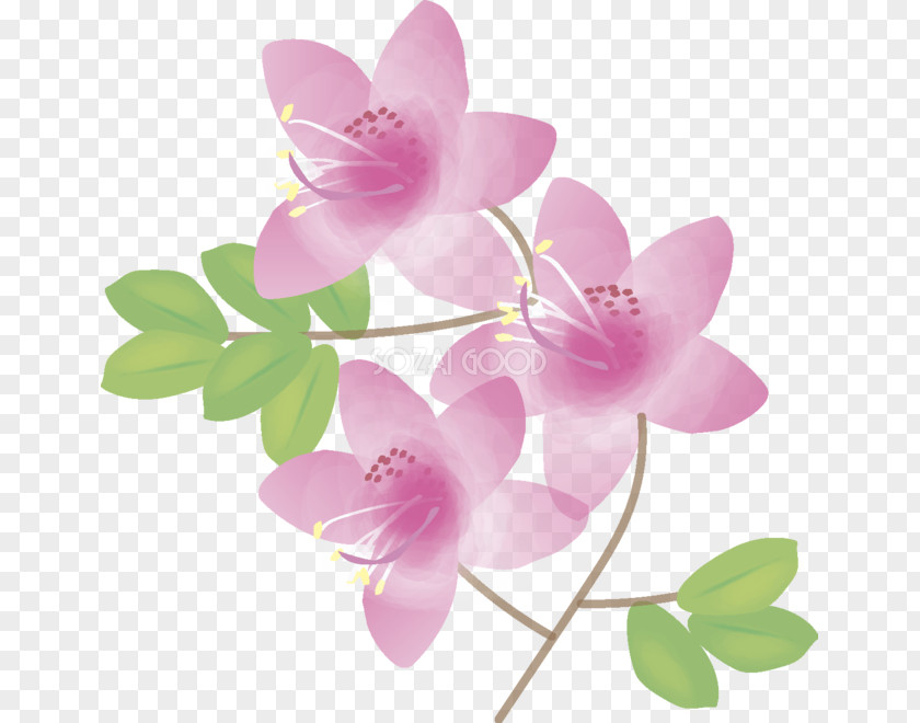 Kadomatsu Rhododendron Illustration Plants Image Plant Stem PNG