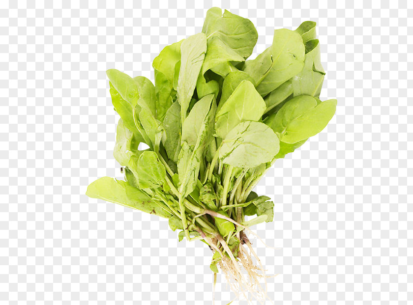 Lettuce Spinach Stuffing Leaf Vegetable Herb PNG