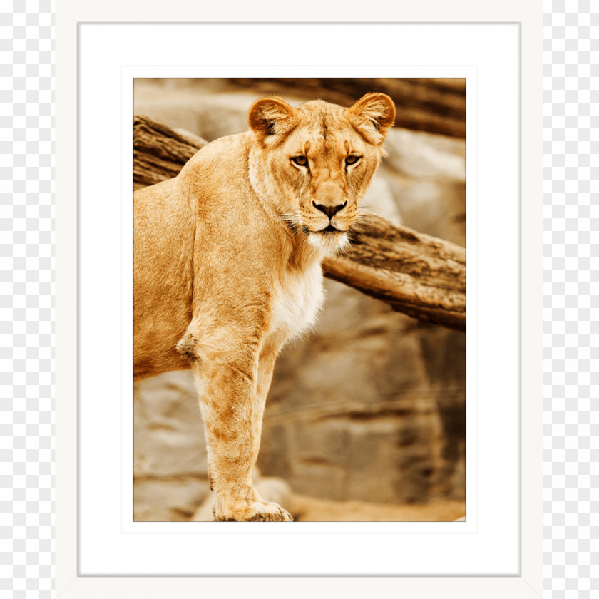 Lion Cat Al Wabra Wildlife Preserve Photography PNG