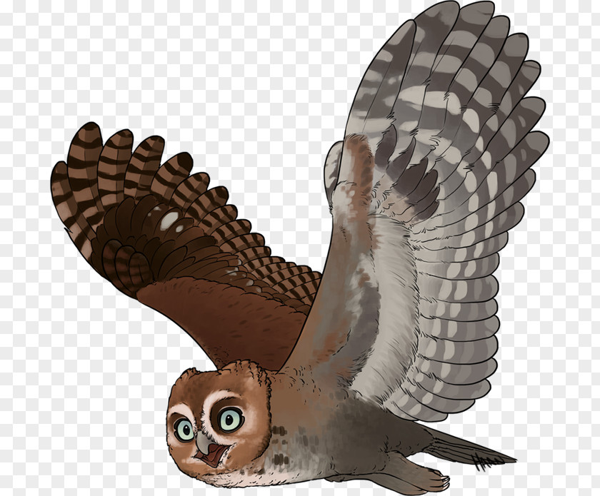 Owl Fauna Beak Feather PNG