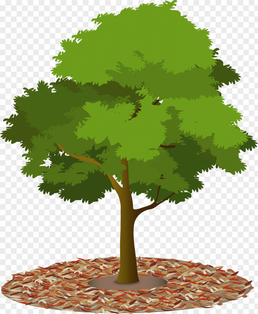 Tree Canopy Urban Forest Woody Plant PNG