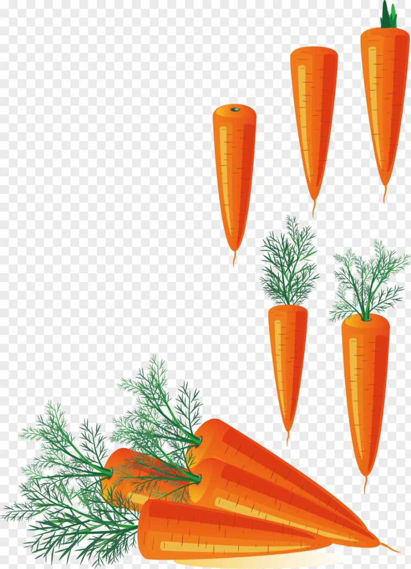 Vector Creative Design Diagram Vegetables Yellow Carrots Carrot Stock Photography Clip Art PNG