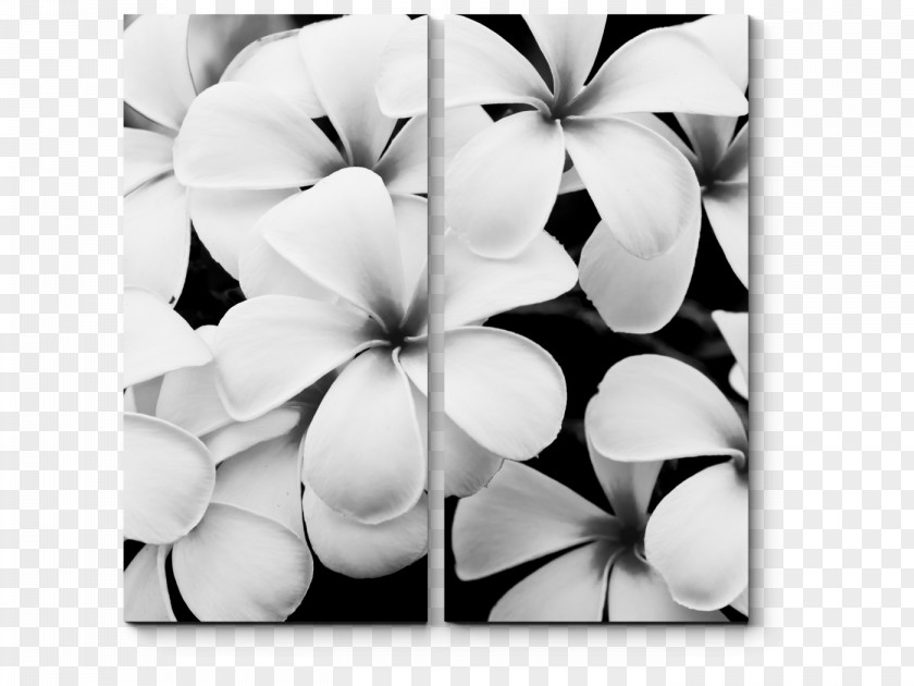 Flower Stock Photography Black And White PNG