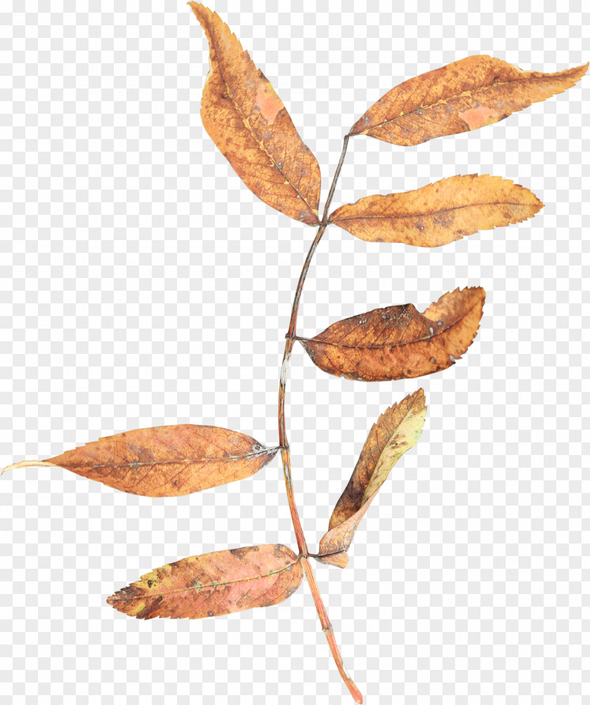Leaves Leaf Branch Autumn Twig Clip Art PNG