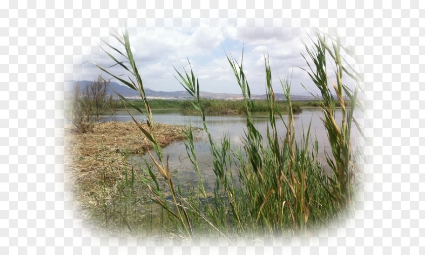 Park Natural Of El Fondo Nature Marsh Elche PNG