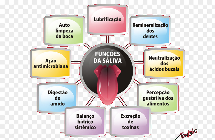 Saliva Ptialina Function Amylase Mucus PNG