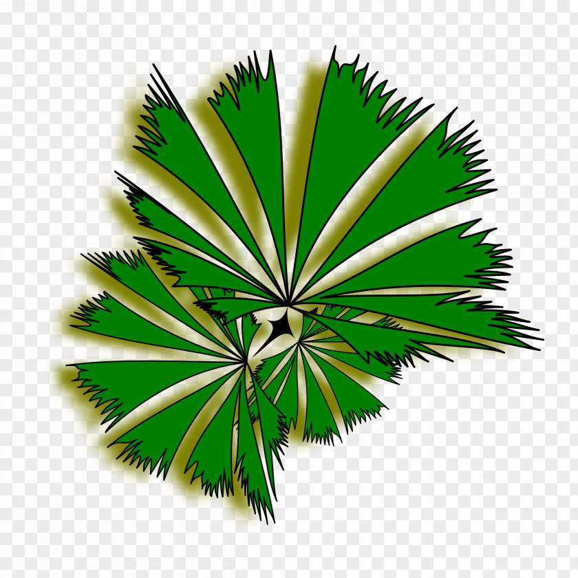 Fir-tree Arecaceae Tree Clip Art PNG