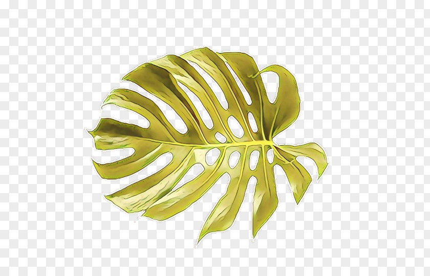 Flower Arum Family Monstera Deliciosa Green Leaf Yellow Plant PNG