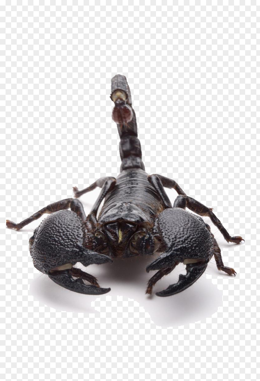 Positive Black Scorpion Sting Poison PNG