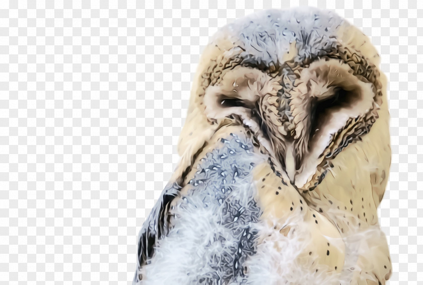 Wildlife Beak Bird Owl Barn Of Prey PNG