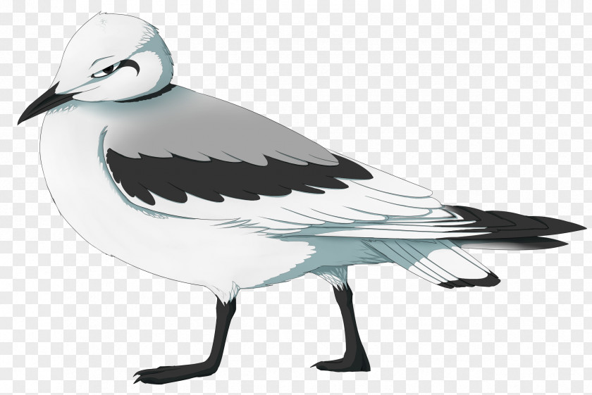 Bird European Herring Gull Gulls Swans Clip Art PNG