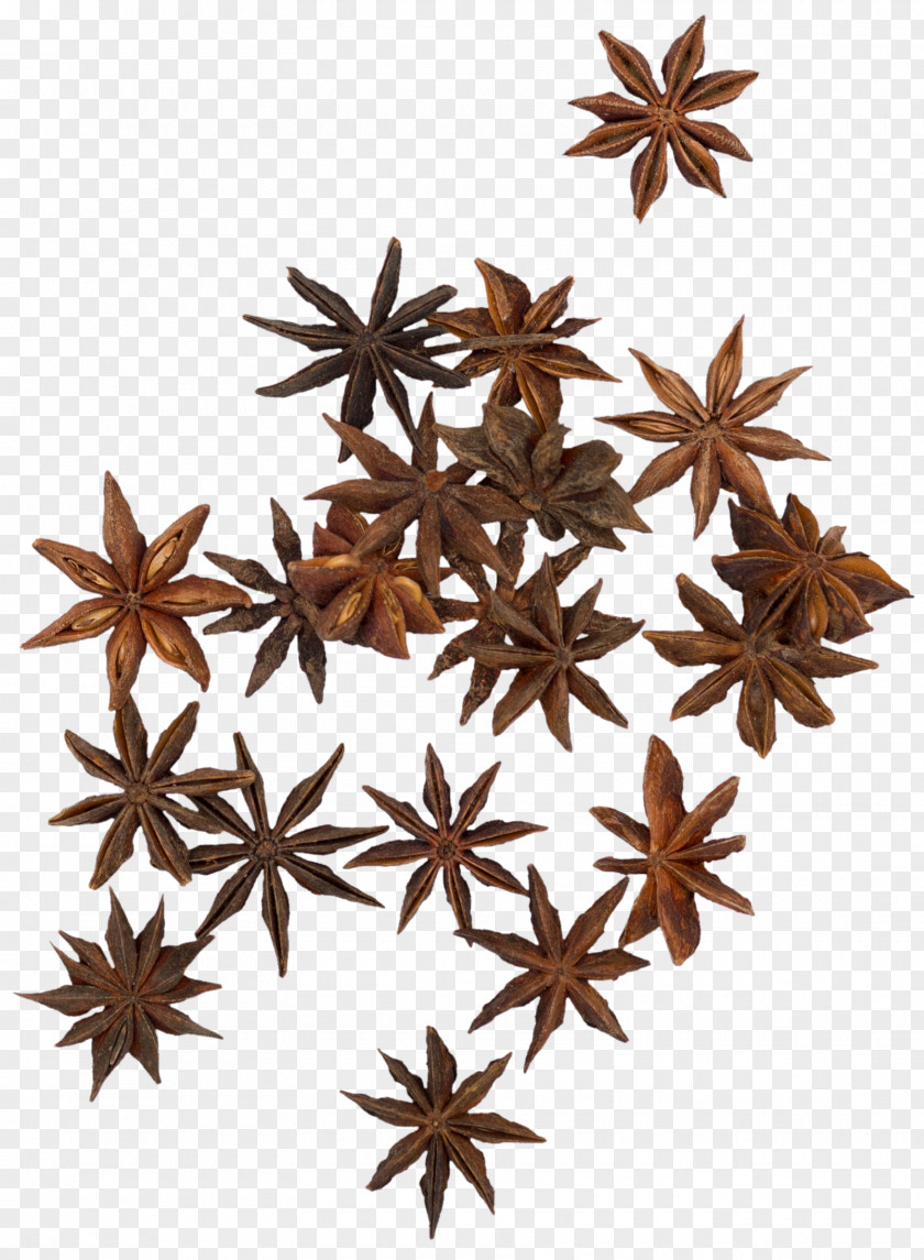 Brown Star Anise Spice Condiment Ingredient PNG