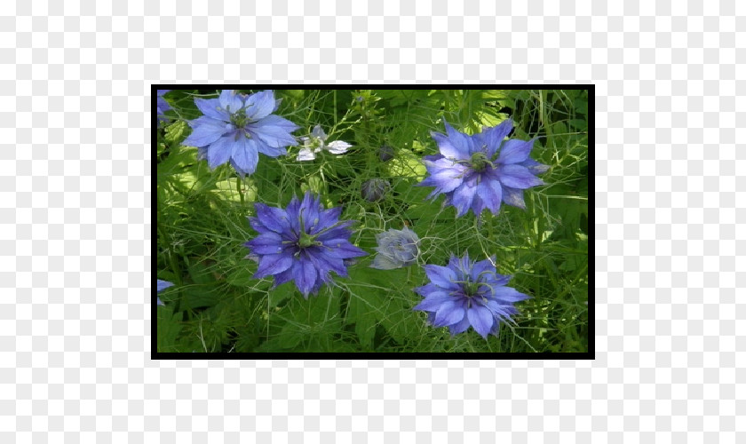 Crane's-bill Groundcover Annual Plant Anemone Lawn PNG