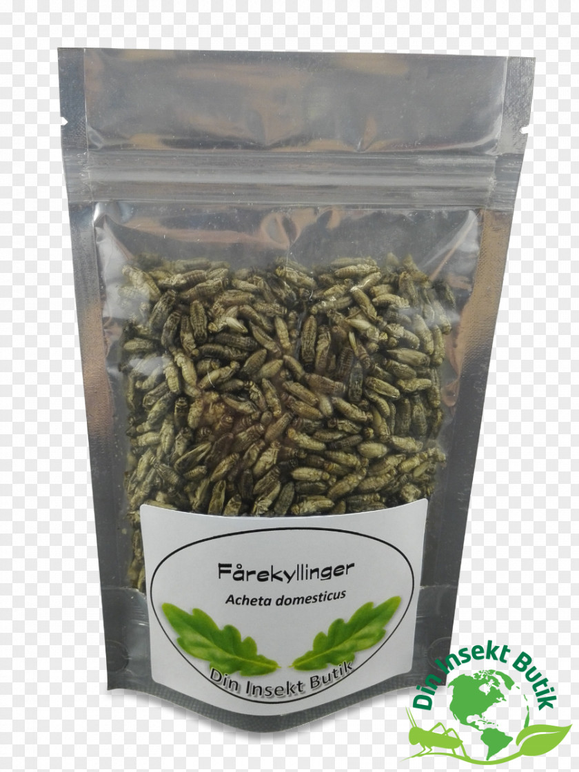 Insect Orthoptera Cricket Hamburger Freeze-drying PNG