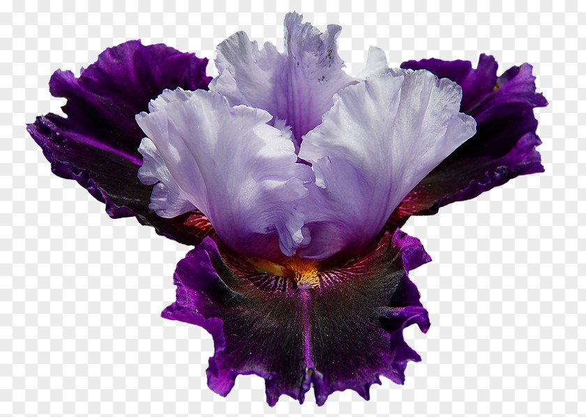 Iris Irises Flower Garden Roses Desktop Wallpaper PNG