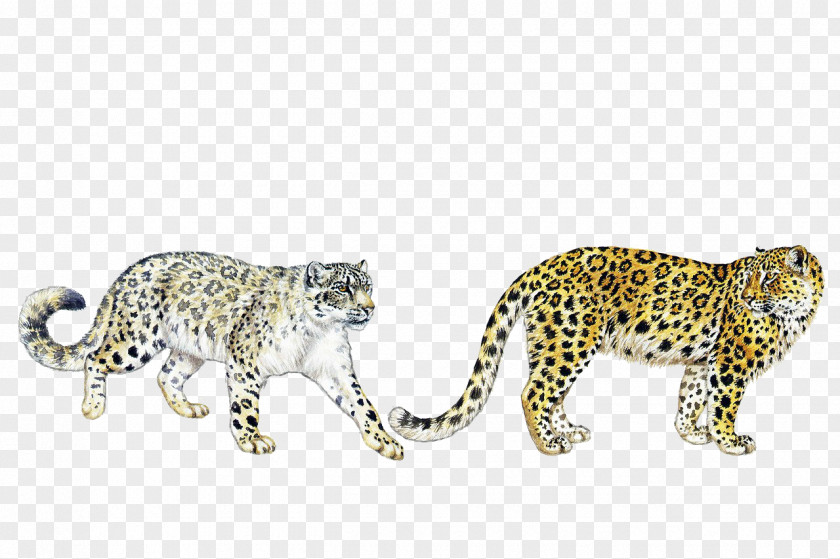 Leopard Wild Cats Of The World Felidae Cheetah PNG