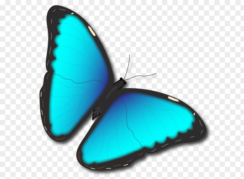 Product Design Turquoise M. Butterfly PNG