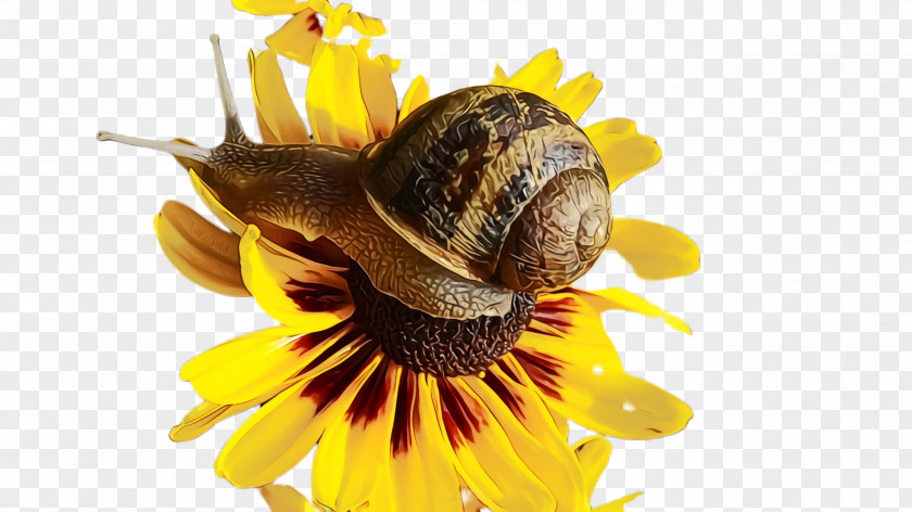 Sea Snail Sunflower PNG