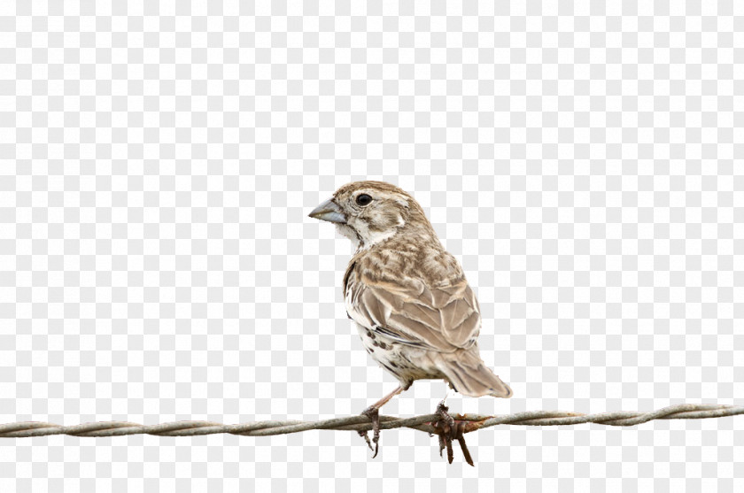 Sparrow House Bird Finch PNG