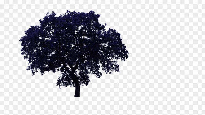 Tree Layer Oak Clip Art PNG