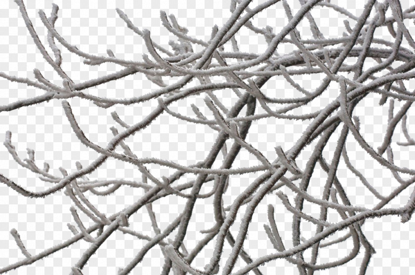 Frozen Branches Elsa Twig Ice PNG