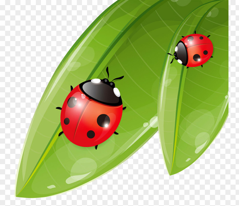 Ladybug Coccinella Septempunctata Ladybird Cartoon Poster PNG