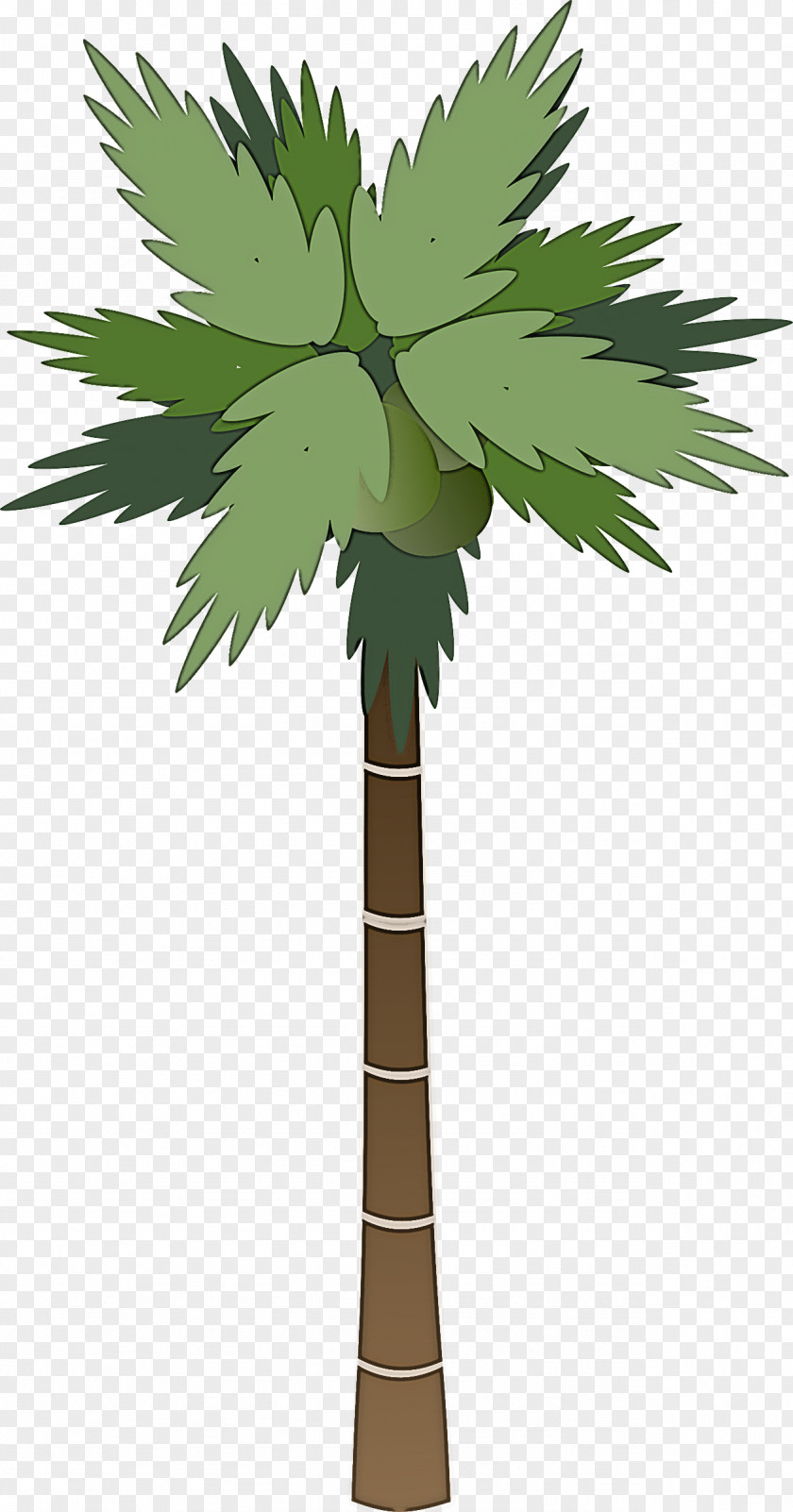 Palm Trees PNG