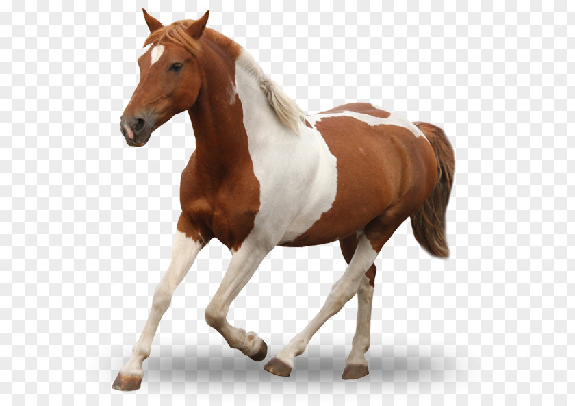 Walking Horse Mare Mustang Foal Stallion Rein PNG