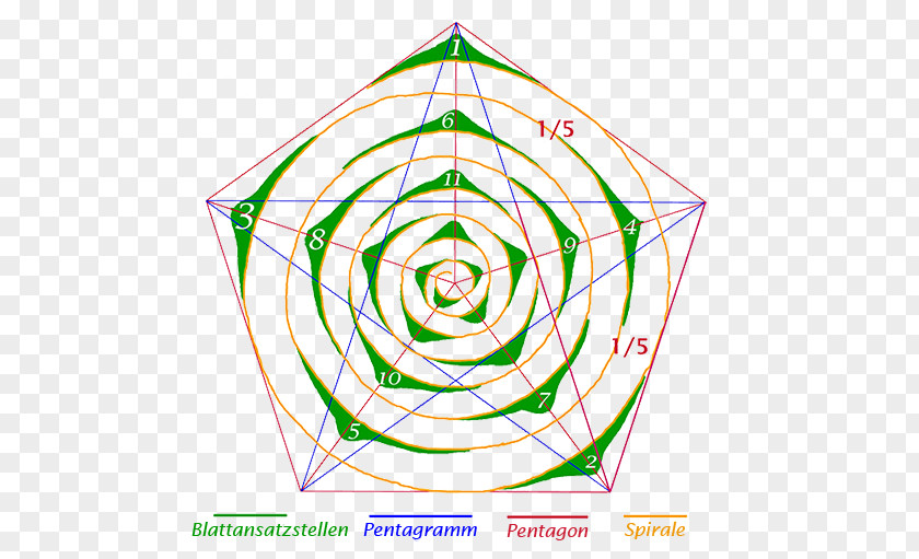 Angle Golden Ratio Sacred Geometry Embryophyta PNG