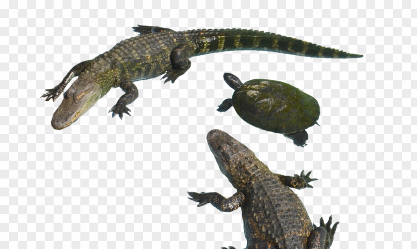 Crocodile Crocodiles Alligator Download Clip Art PNG