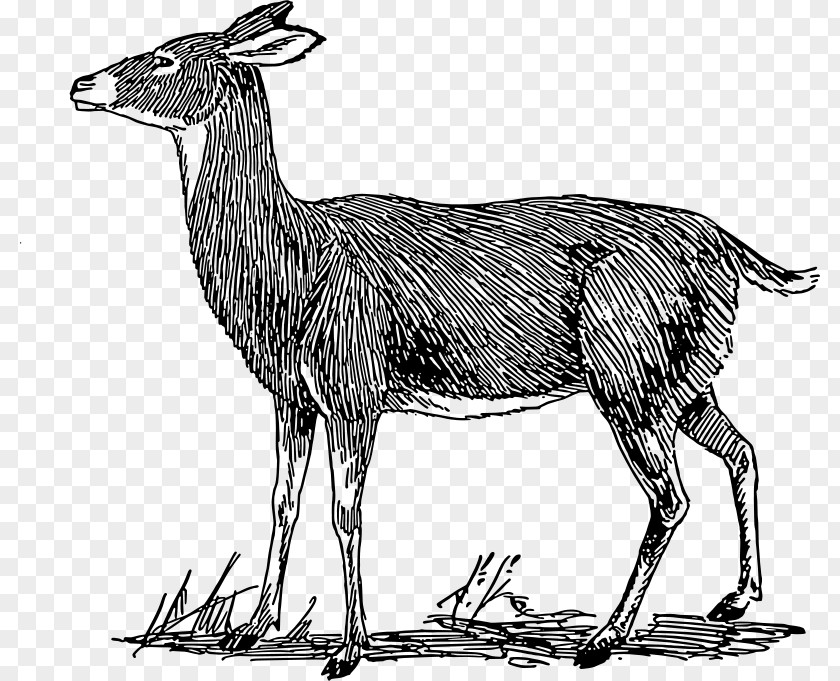Doe White-tailed Deer Roe Moose Clip Art PNG