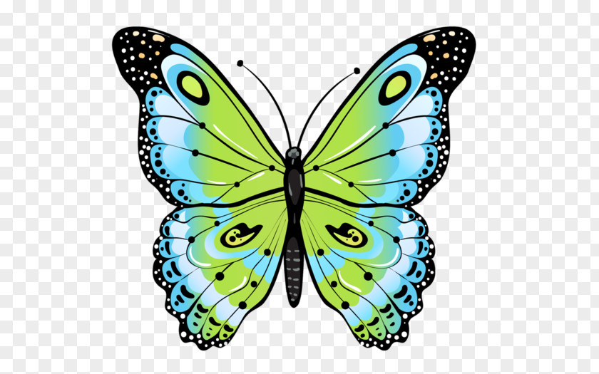 Gouache Butterfly Drawing Moth PNG