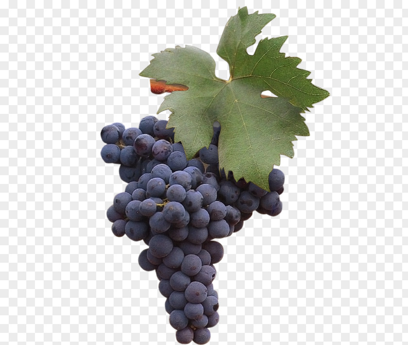 Grape Zinfandel Negroamaro Uva Di Troia Susumaniello PNG