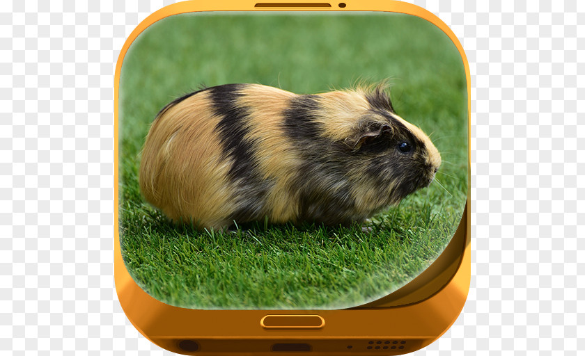 Pig Guinea Simulator: House Pet Survival Hamster Rodent PNG
