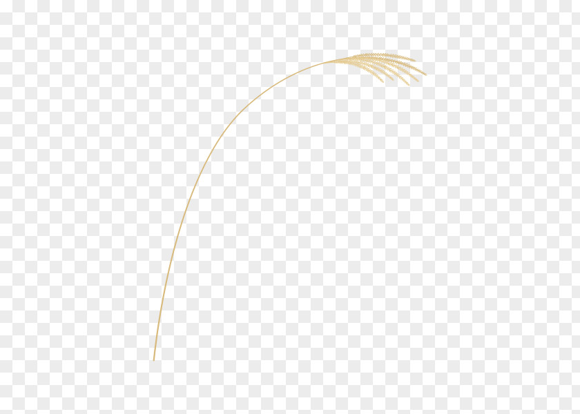 Product Design Line Feather PNG