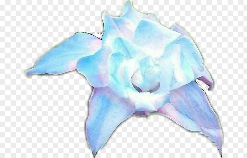 Rose Family Cut Flowers Petal PNG