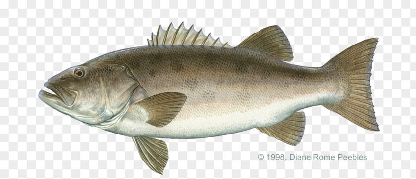 Sea Giant Bass Largemouth Black PNG