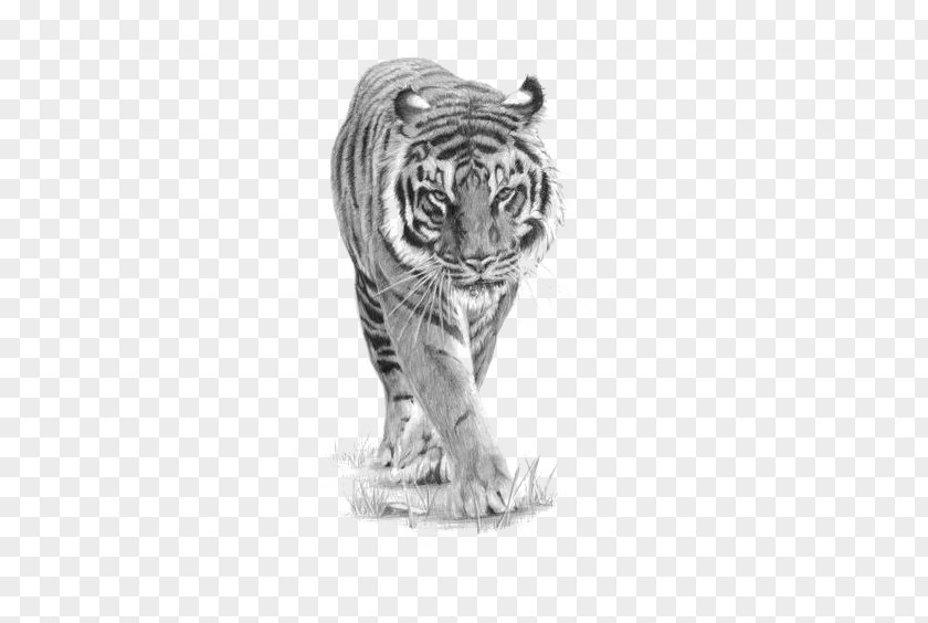 Tiger Pattern Drawing Siberian Tattoo Art Sketch PNG