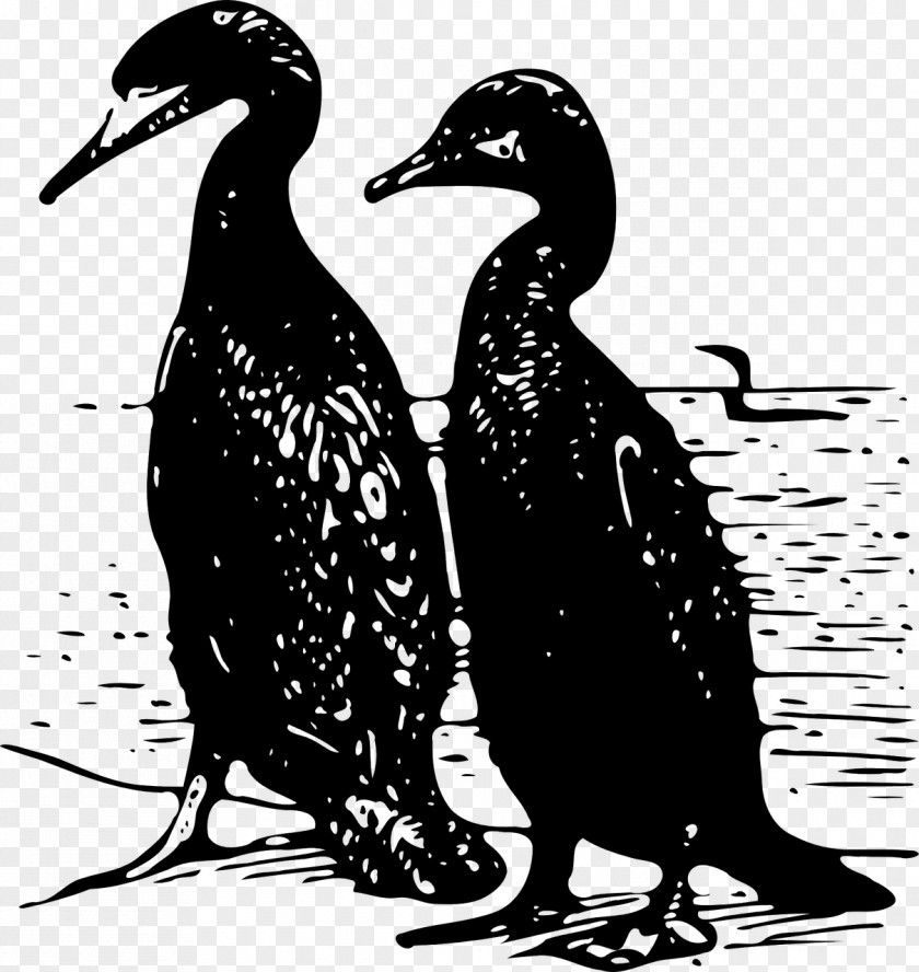Bird Cormorant Duck Clip Art PNG