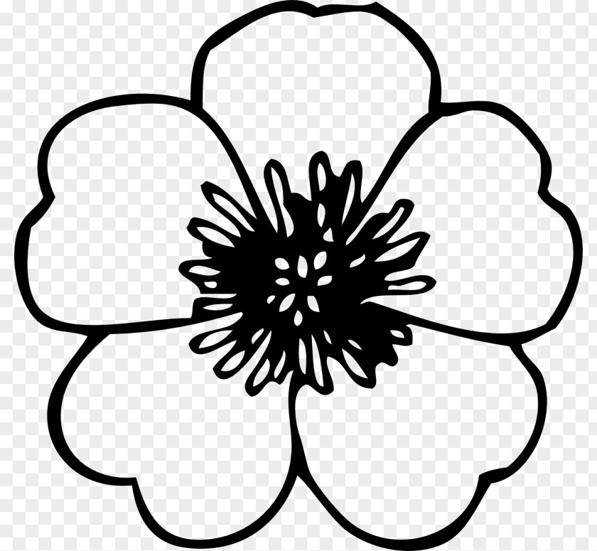 Flower Coloring Book Poppy Adult PNG