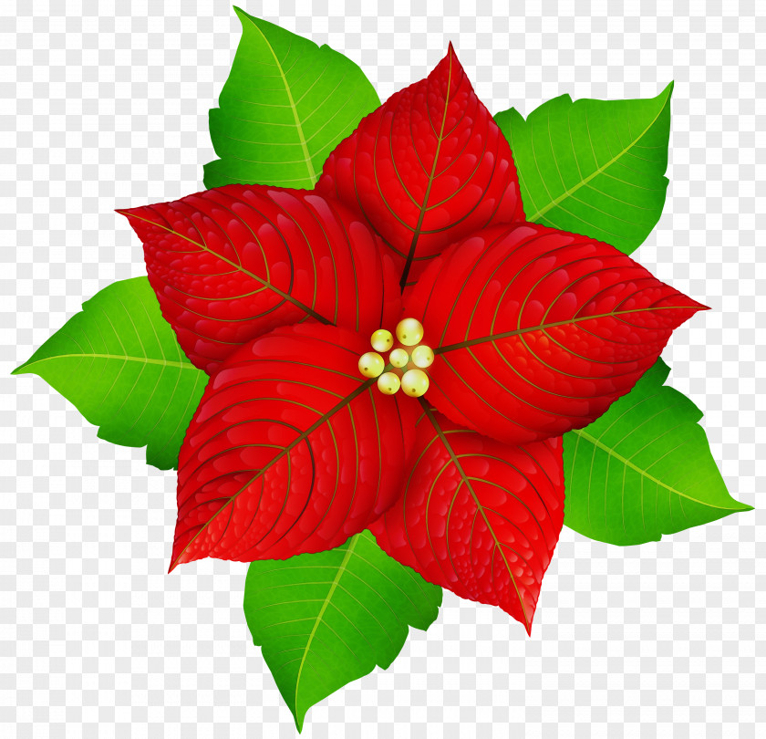 Holly Flowering Plant Christmas Poinsettia PNG